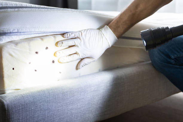 Wasp Removal Services in Prosser, WA
