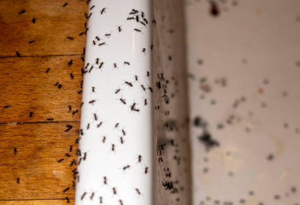 Best Pest Removal Services  in Prosser, WA